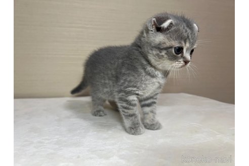 成約済の茨城県のスコティッシュフォールド(折れ耳)-84717の5枚目
